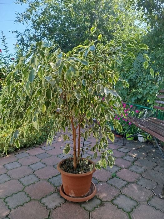 Продам фікус Бенджаміна.