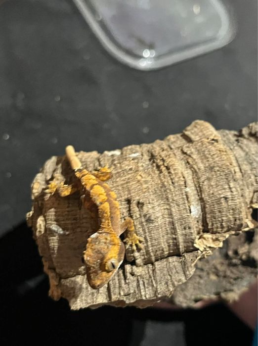 Gekon orzęsiony – 8 młodych z jednego miotu