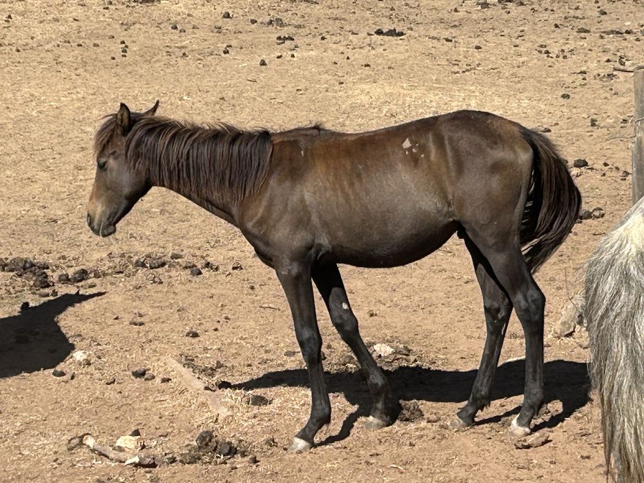 Plodro cruzado lusitano com ingles