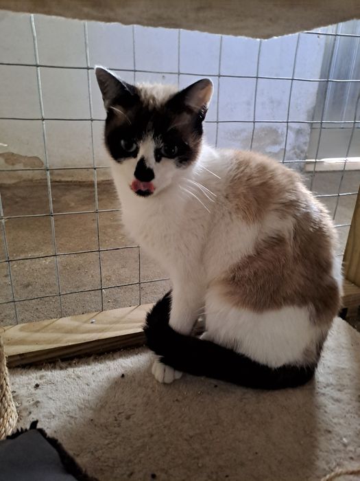 Gata com 1 ano para adoção