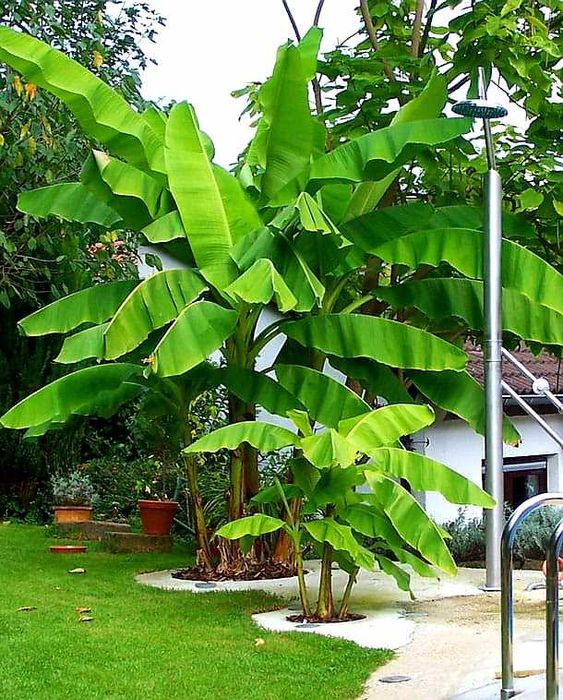 Banan mrozoodporny Musa basjoo, duże okazy 70-100cm!
