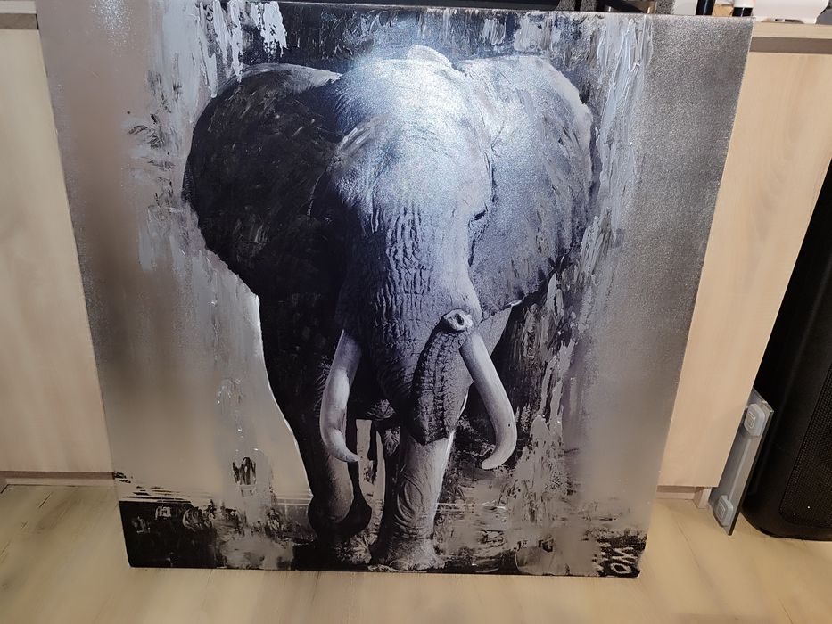 obraz słoń 100x100 duży