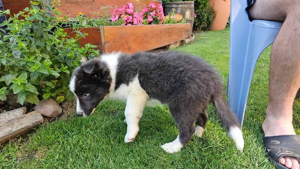 Piesek Border collie blue z niebieskimi oczkami