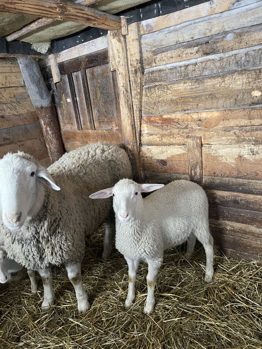 Продам ягнят мериноландшафт