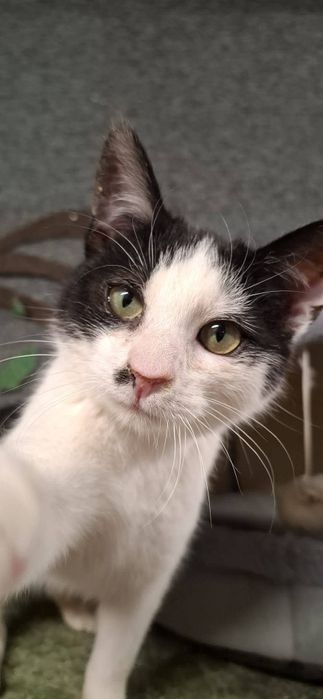 Półroczny Ptyś szuka domu