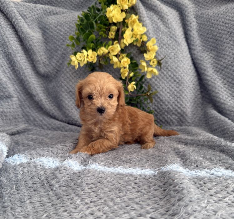 Excelente Maltipoo de Qualidade