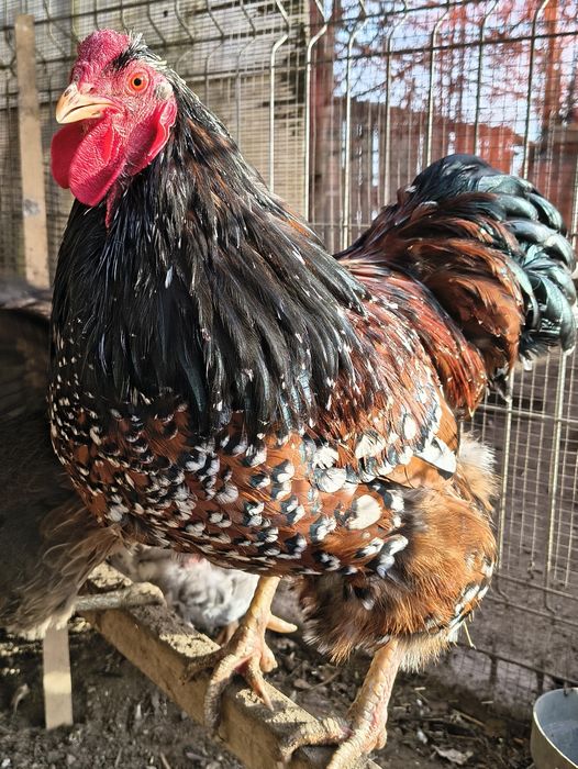 Jaja lęgowe  kur wyandotte porcelanowe