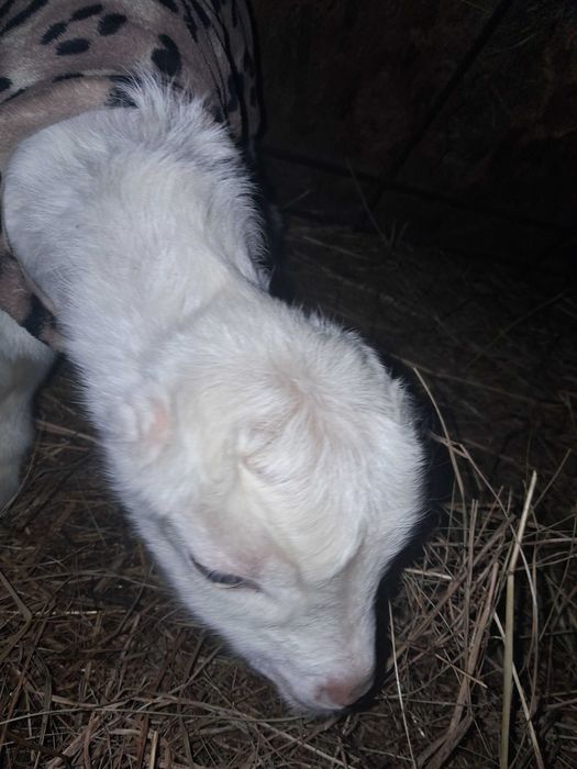 Продам( бронь) козочка, козеня від Ламанча