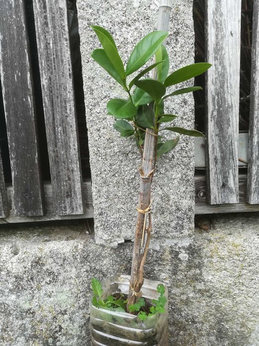 Araça Vermelho - Psidium Cattleianum Var. Vermelho