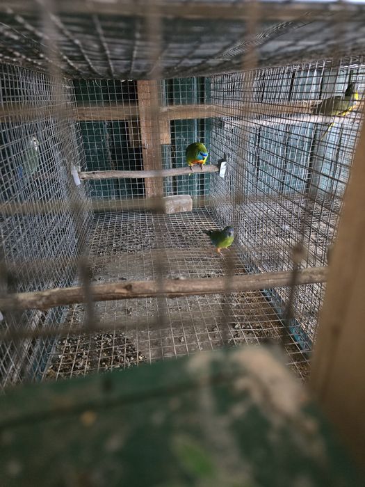 Vendo Neofemeas / Troco