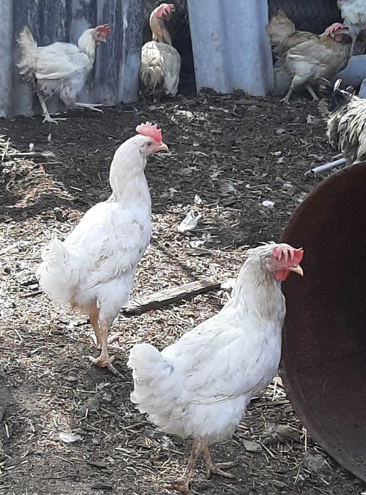 Продам курец мясо-яйчние.ДОМАШНИЕ