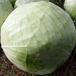 Насіння Капуста АТРІЯ F1  2500шт ATRIA F1 Семена Капусты