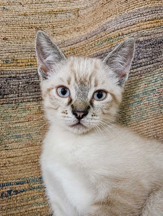 MACHO | Gatinho de olhos azuis disponível para Adoção Responsável