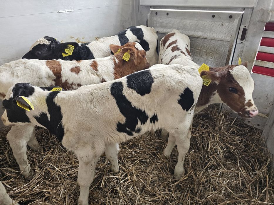 Sprzedam 6 cielaków byczki