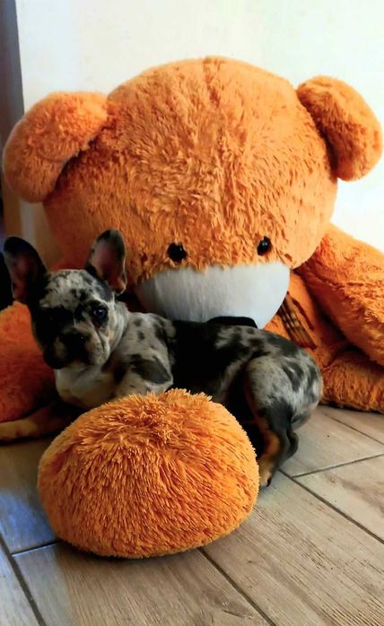 Французький бульдог 7 міс. Кобель