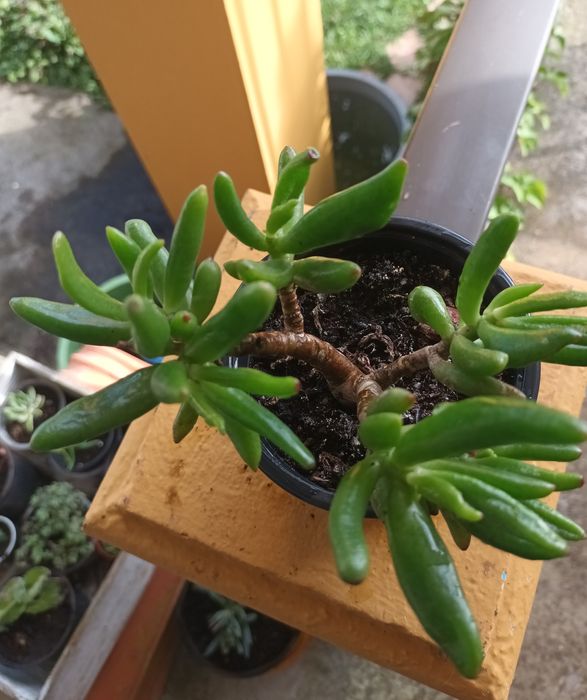 Suculentas primaveris