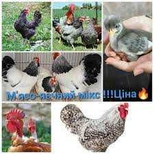 інкубаційне яйце іспанки, редбро, кольоровий домінант