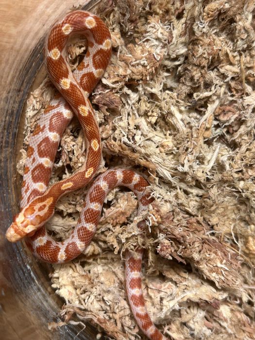 Wąż zbożowy Amel poss red factor