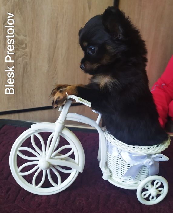 Питомник. Щенки Русского Длинношерстного Тоя.