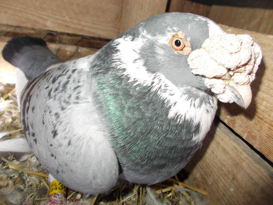 Golebie staropolskie G