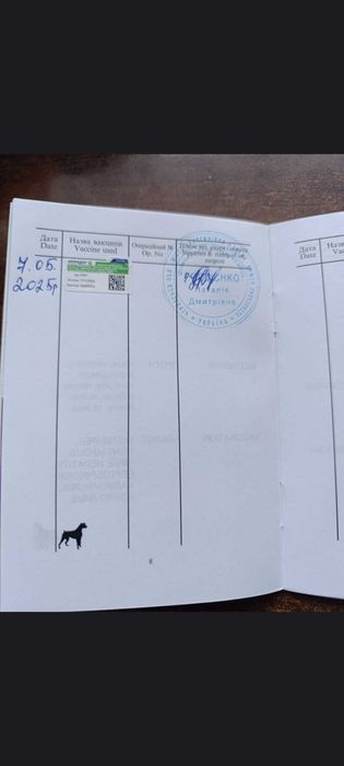 Німецька вівчарка