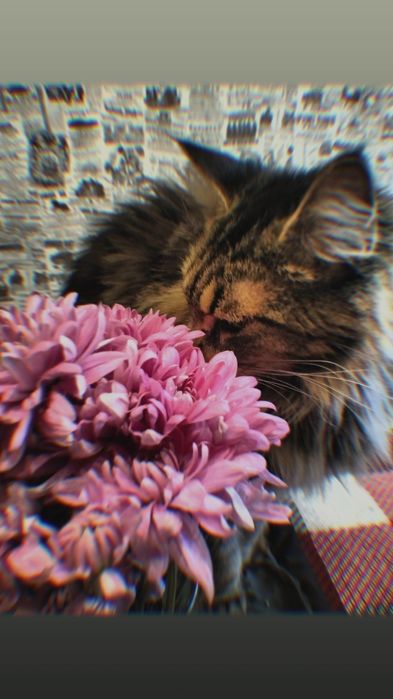 отдам кошку мейн-кун