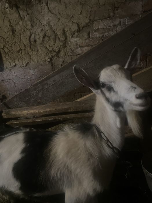 Продам кози первістки