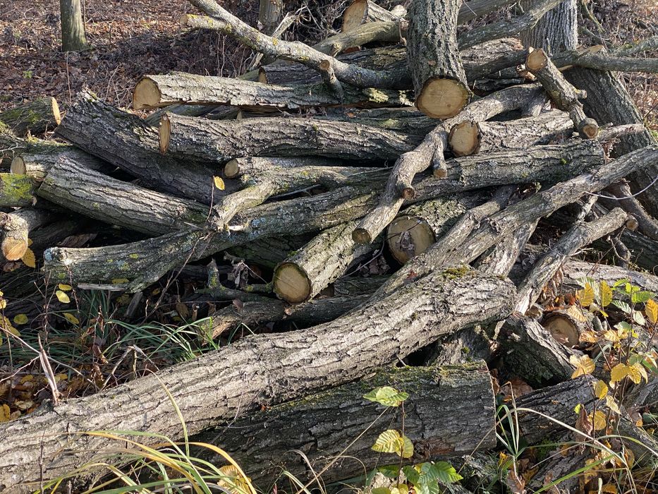 Drzewo opałowe dąb olcha