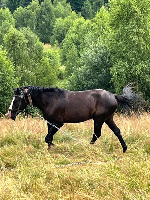 Продається дешево молодий спокійний кінь в хороші руки