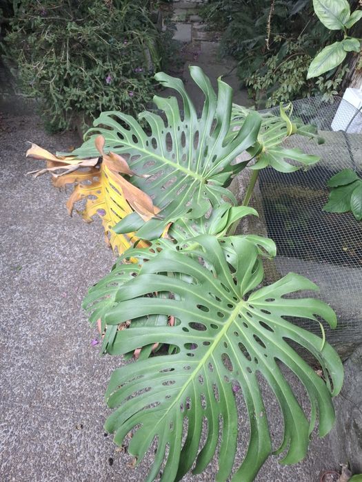 Monstera gigante