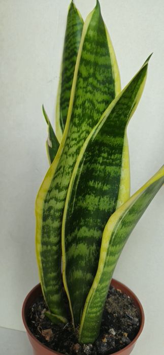 Planta Espada de São Jorge em Vaso 12,5 cm