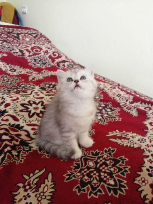 Шотландске кошеня