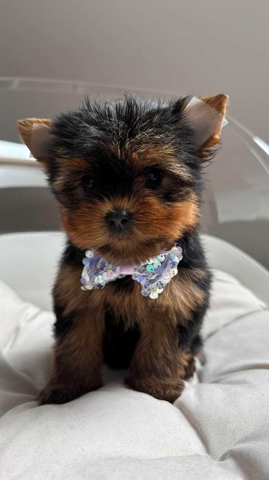 Miniaturka Suczka Yorkshire Terrier z Rodowodem 1,5kg