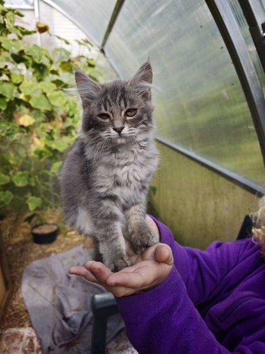 котики кошенята коти