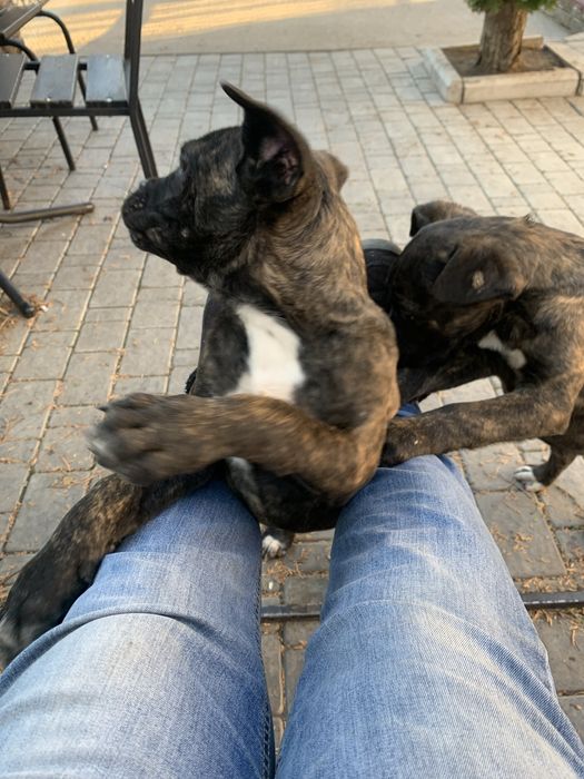 Щенята. КАНЕ КОРСО. Щеплені