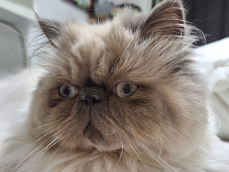 Lyo Gatinho Persa Himalaio Blue Point para Acasalar