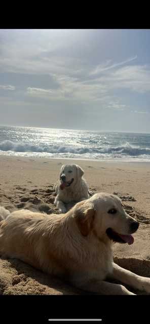 Princesa Golden Retriever com LOP