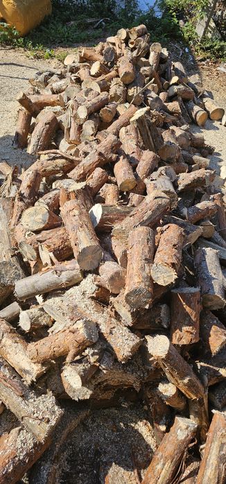 Gałęziówka sosnowa sucha