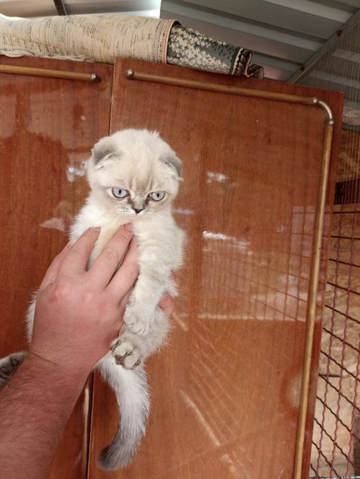 Пропоную кошенят скоттіш страйт