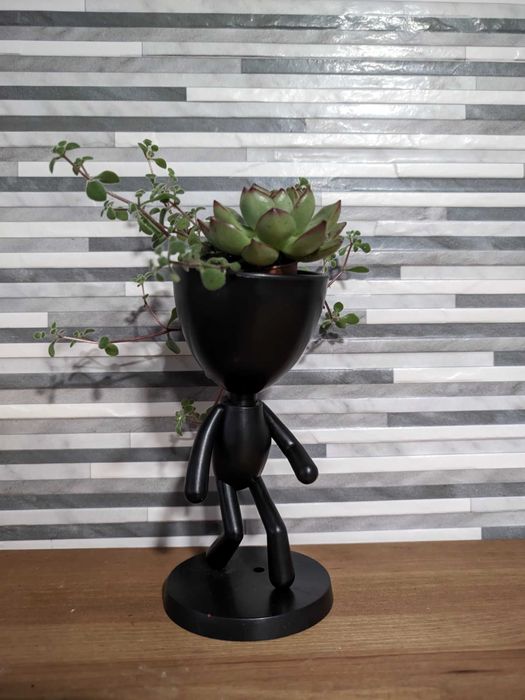 Plantas Cactos com Vaso Personalizado