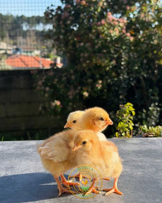 Pintos com 1 Semana – Comece Já a Sua Criação