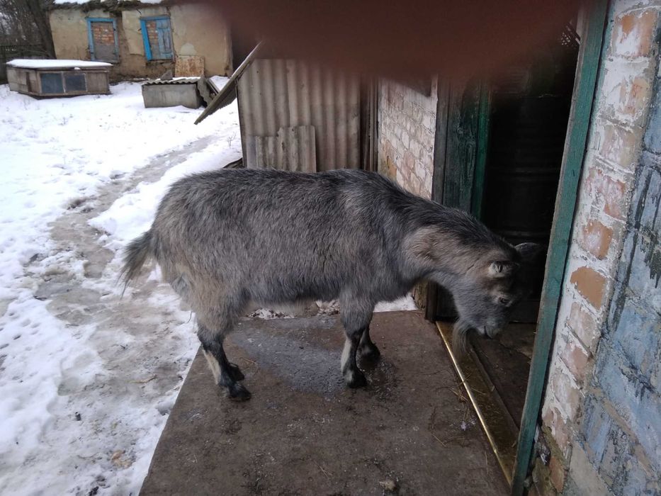 Продам козу,Зааненская порода