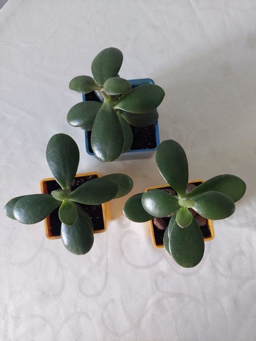 Денежное дерево . Толстянка . Черенки .