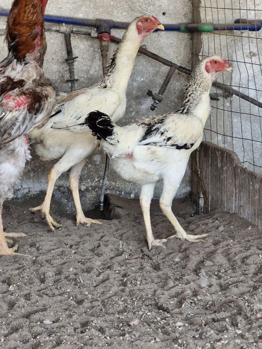 Galinhas   indio gigante com  90cmm