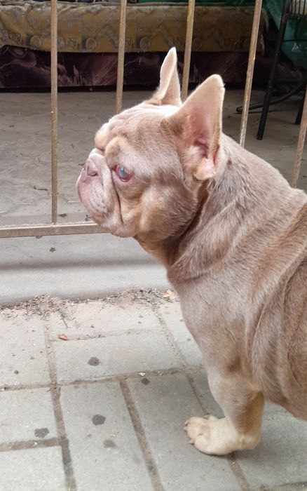 Вязка ізабелла ньюшейд  тан носій флаффі