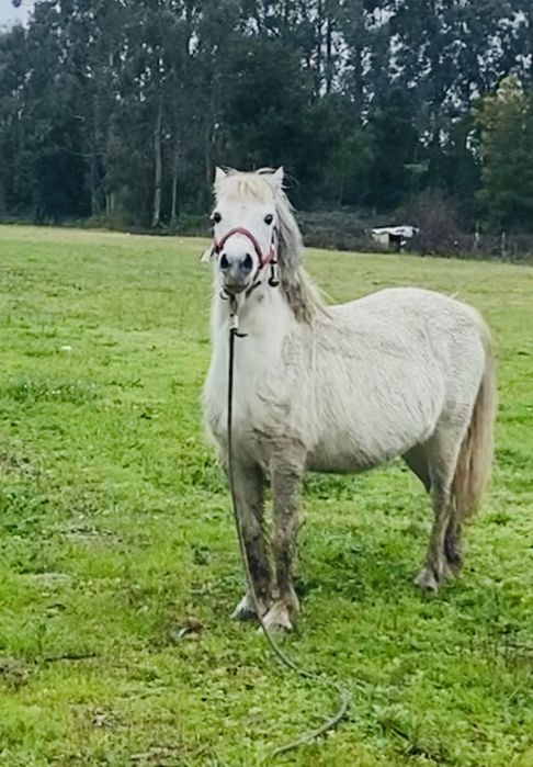 Vendo ponei cruzada arabe , cheia de um ponei pintas, 8 anos