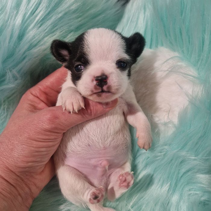 Чіхуахуа хлопчик