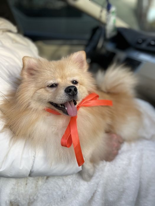 Обіймай і не відпускай  чарівні Померанські шпіци тут!