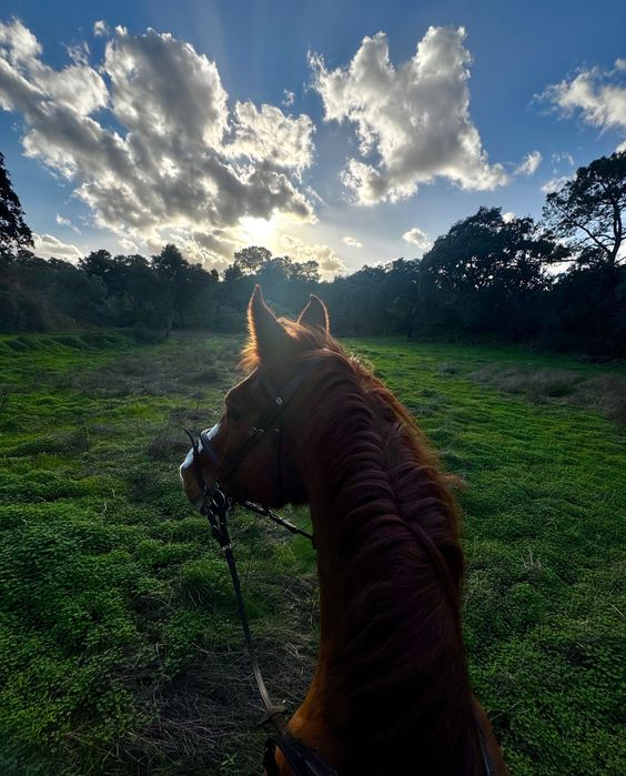 Mix KWPN Experiente Saltos