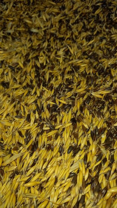 Sprzedam zboże owies